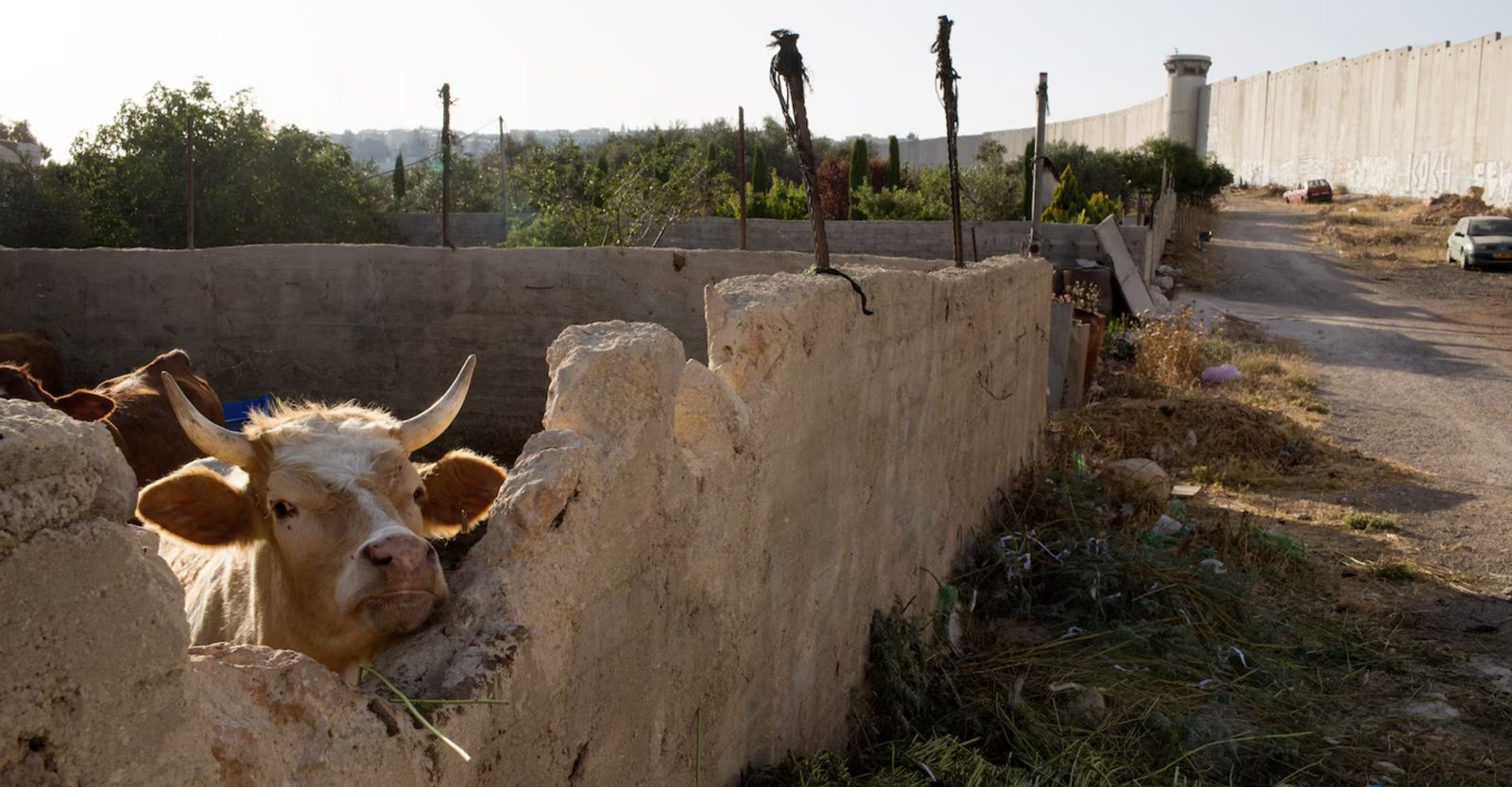 Cattle behind a low stone wall, with the concrete separation wall in the background